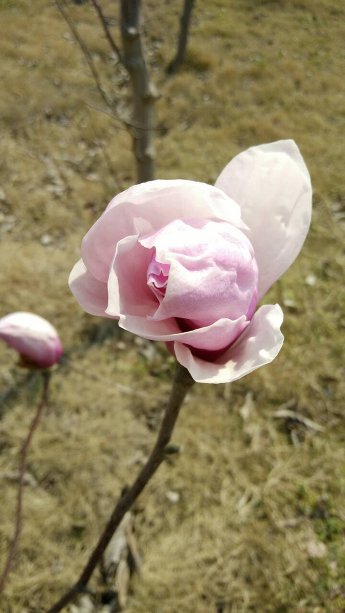 44 《彼时花开》云计算162汪银银.jpg